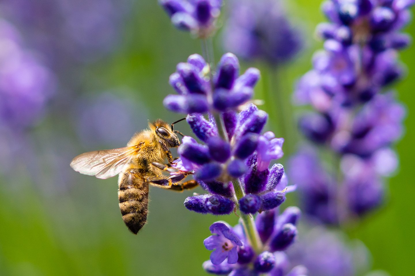 Honey bee on Lavendar